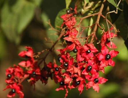 You can see a variety of vegetation including Sal You can see a variety of vegetation including Sal Shorea robusta, palash Butea monosperma,, semul Bombax ceiba and Phyllanthus emblica, and kachnar Ba